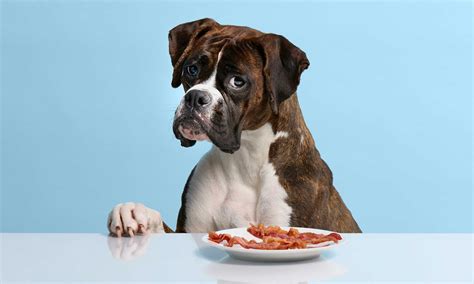Dog ate bacon online