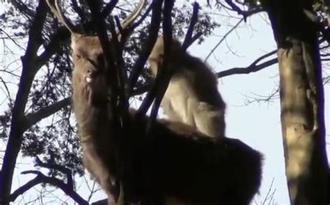 Scientists Document Monkeys Trying To Have Sex With Deer Sasquatch Chronicles
