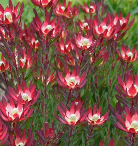 LEUCADENDRON Devils Blush Echuca Moama Plant Farm