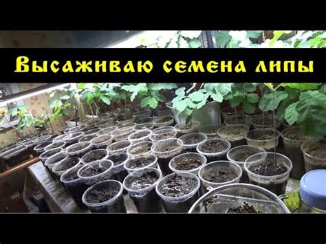 Липа: описание дерева, посадка и уход, выращивание из семян