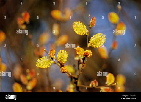 Pussy Willow Catkins Stock Photo Alamy