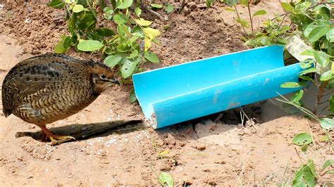 Awesome Quick Bird Trap Using Teeter Pvc How To Make Teeter Bird