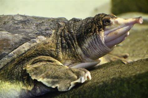 pig nosed turtle stock image image  nosed guinea