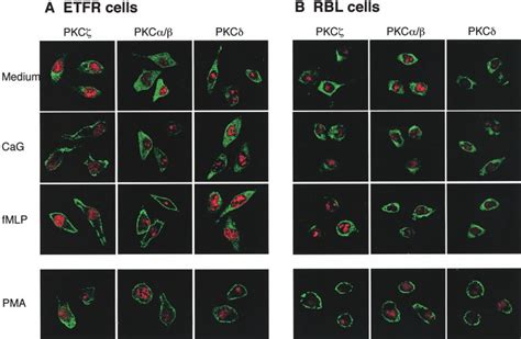 Translocation Of Pkc Induced By Cag In Etfr Cells Etfr Cells A Or