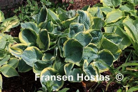Hosta Pizzazz - Fransen Hostas