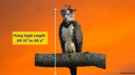 Harpy Eagle Size Explain: Compared With Human & Other Eagle