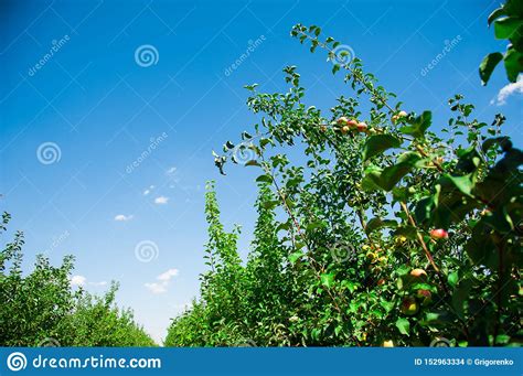 Las Manzanas Crecen En Una Rama Entre El Follaje Verde Foto De Archivo