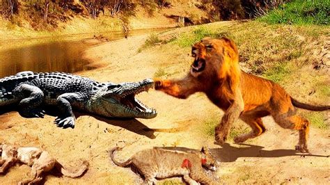 Lion vs Crocodile | Lion Mom Protects Cubs from Male Crocodile - YouTube
