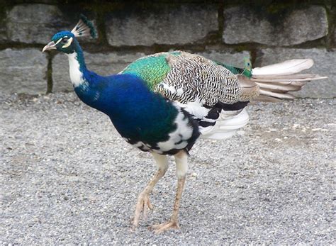 Безплатна снимка : птица, клюн, перо, кокошка, фауна, паун, Galliformes ...