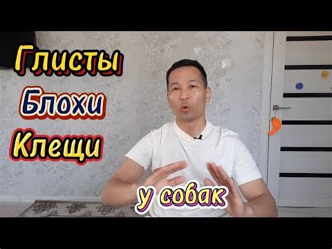 12. ОБРАБОТКА СОБАК от блох, глистов и всех возможных клещей. - YouTube