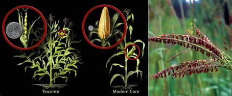 As Many Exceptions As Rules Corn Color Concepts