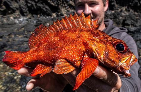 Цветные рыбы: masterok — LiveJournal