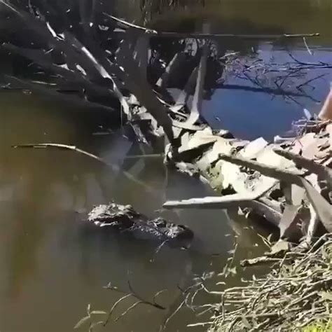 Gators Daily On Twitter God This Gator Is Cool As Fuck Https T Co Ln BgQR Zl Twitter