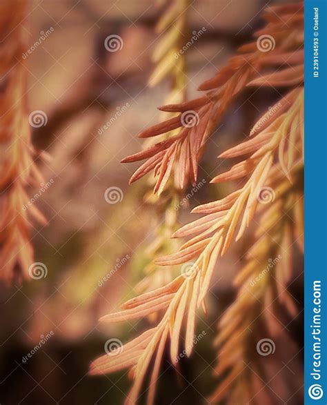 Taxodium Distichum Bald Cypress Tree Knees Next To Pond Royalty Free