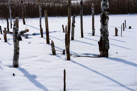Frozen Naked Dry And Dead Forest Trees In Snowy Landscape Stock Photo Image Of Beauty Tracks