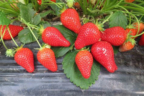 Альба Клубника Описание Фото – Telegraph