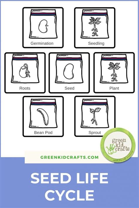 Seed Life Cycle Science Activity Green Kid Crafts