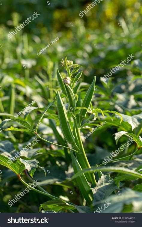 Okra Plants Okra Veggie Fruits Garden Stock Photo 1991004797 Shutterstock