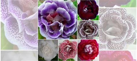 Глоксинии купить в Городце | Товары для дома и дачи | Авито