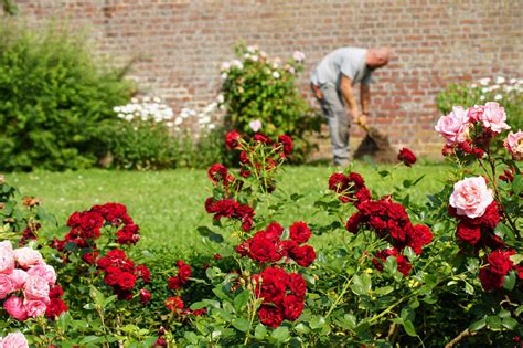 Comment Planter Des Rosiers Roseraie Guillot