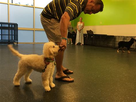 The First Dog Gone Problems Puppy Socialization Class: Dog Gone Problems