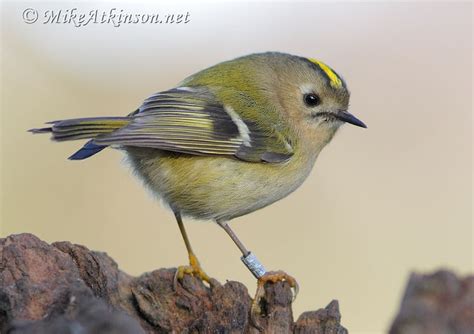 Goldcrest | birds | Pinterest