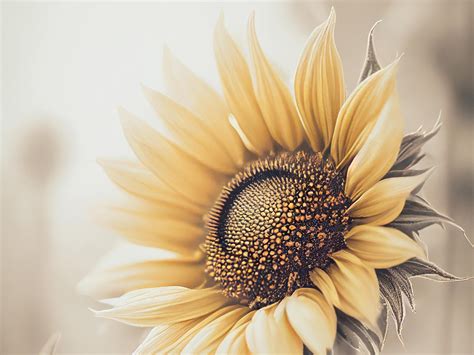 Sunflower Close Up Flower Art Print A2a3a4a5a6 Digital Etsy