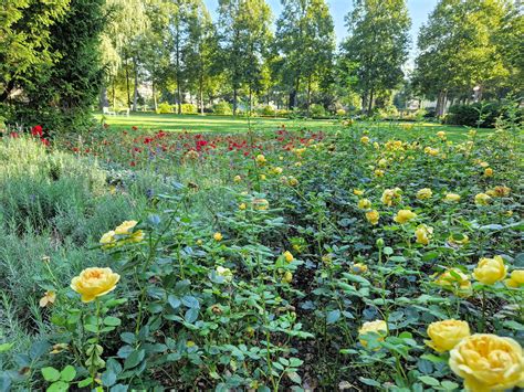 Bern Rose Garden | CheckinAway