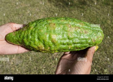 Female Holding Indian Fruit Bijora Or Citron Fruit Sweet Citrus Fruit