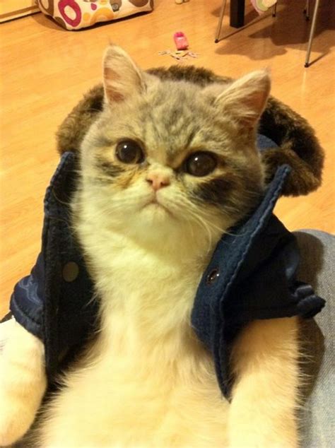 Cat Coat – 1Funny.com