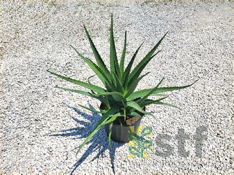 Aloe ‘safari Orange Sunshine Tropical Foliage Home Of The Dracaena