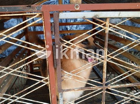German Shepherd Puppys In Bingiriya Ikman