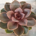 Sapatilhas Nude Como Usar Onde Comprar Pre Os Dicas Looks B Sicos