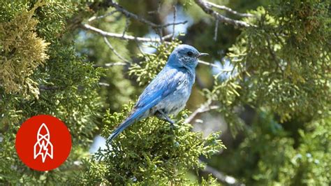 Becorns Episode 1 Bluebirds