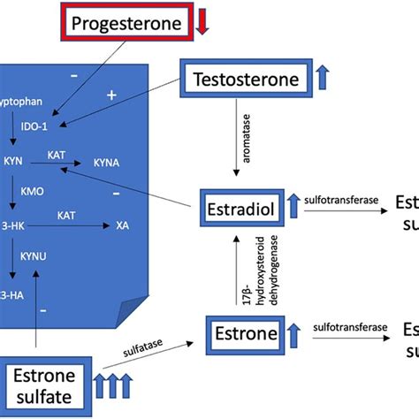 Schematic Description Of Sex Steroid Hormones And Their Relationship