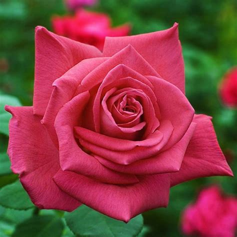 Чайно-гибридные розы: Лолита Лемпика - 2 СОРТ