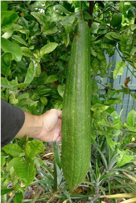 Luffa – Stare sorte semena