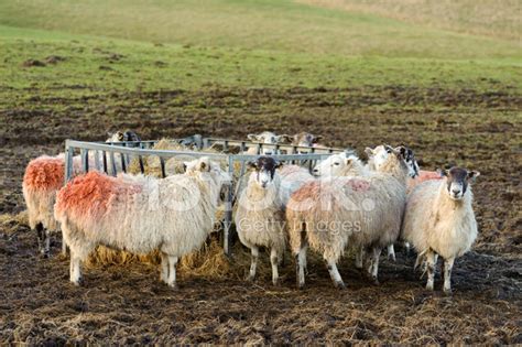 Grazing Sheep Stock Photo Royalty Free Freeimages