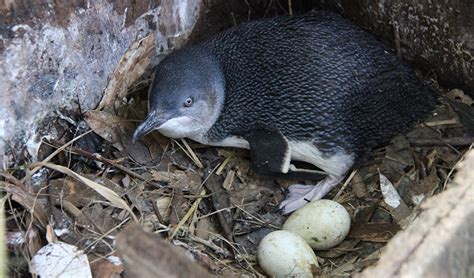 Community stands guard over fairy penguins - Australian Geographic