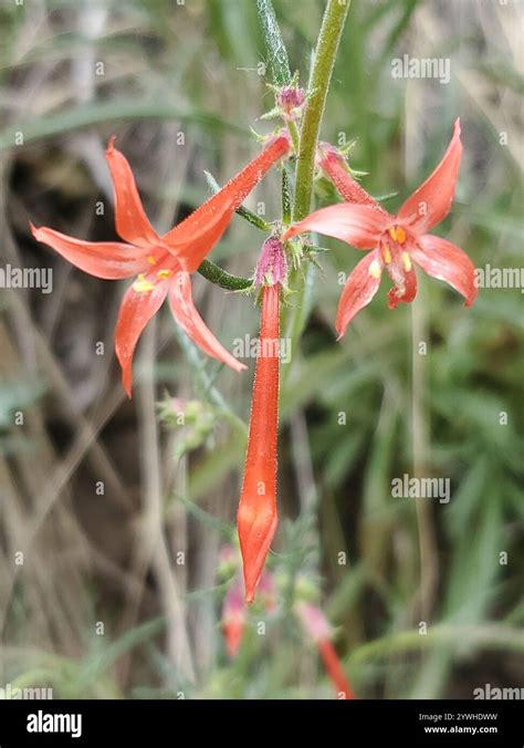 Scarlet Gilia Ipomopsis Aggregata Stock Photo Alamy
