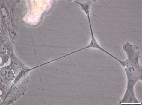 192 questions with answers in CACO 2 CELLS | Science topic