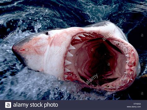 Great White Shark Jaws Open Stock Photos & Great White Shark Jaws Open