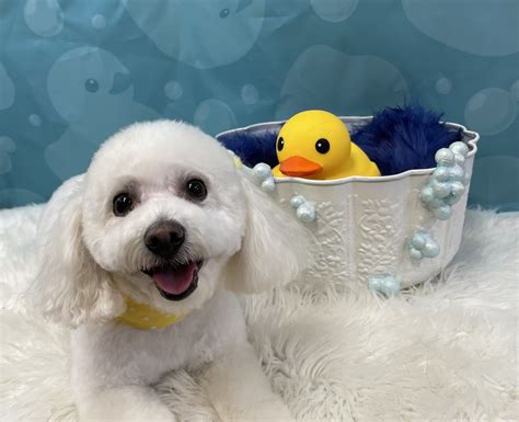 Online booking - Pampered Pooch Grooming & Boutique