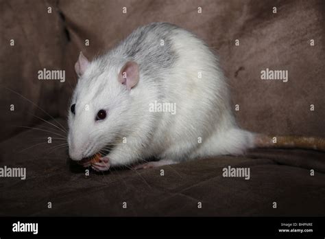 Rat Pet Rodent Eat Eating Stock Photo Alamy