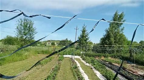 Защита клубники от птиц. Часть 2. - YouTube