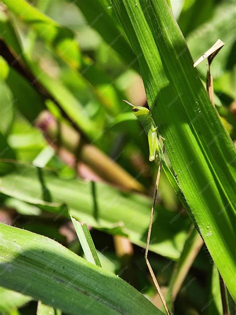 Premium Photo | Grasshopper symbolism macro insects