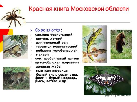 Презентация на тему: "Тема: Охрана животных Красная Книга Заповедники и ...