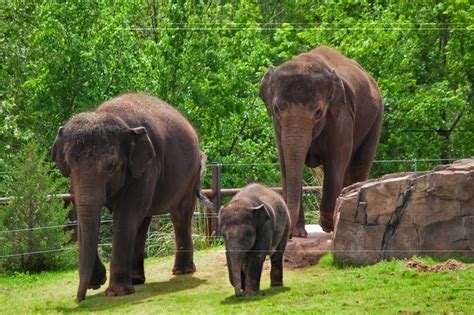 Woodland Park Zoo Blog: Elephants are on the road to Oklahoma City Zoo