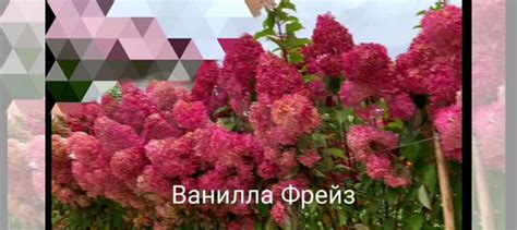 Гортензия метельчатая Ванилла Фрайс купить в Санкт-Петербурге | Товары ...