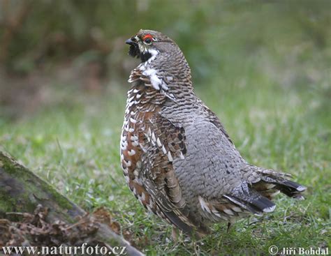 Haselhuhn Bilder, Haselhuhn Fotos | NaturFoto